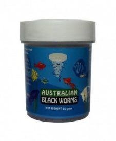 australian-blackworms-plain